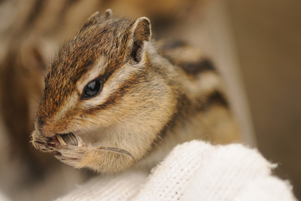 手乗りシマリス