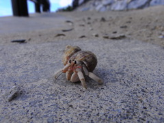 ヒトリタビ