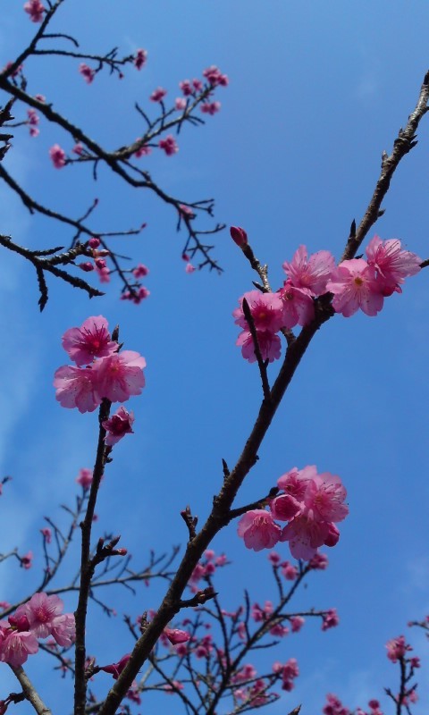 桃色の春