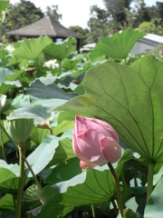 種×蕾
