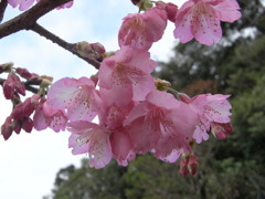 一番桜