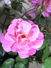 RIMG2387