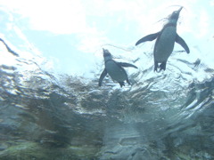 空飛ぶペンギン