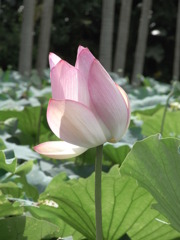 ふんわり