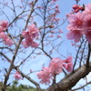 春一番