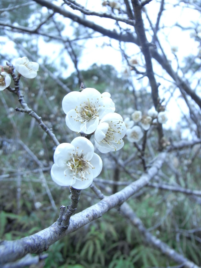 イイ匂い。。。