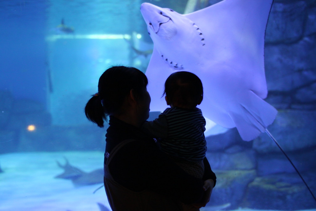 はじめての水族館