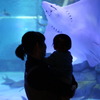 はじめての水族館