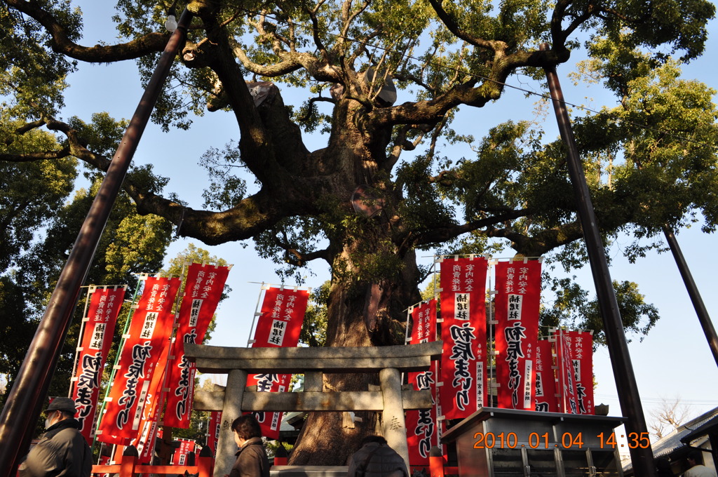 住吉大社の楠