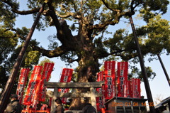 住吉大社の楠