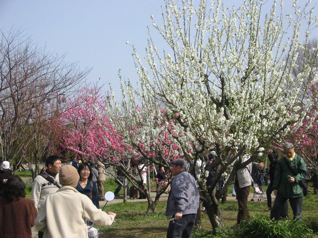 2010年　桃花見