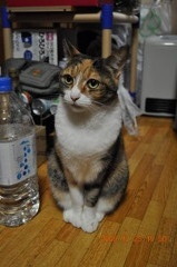 愛猫 チリ 7才女の子