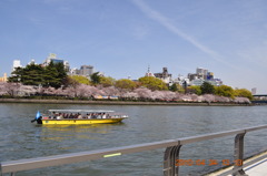 2010年　桜花見その2