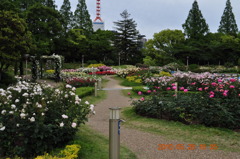 靭公園バラ園