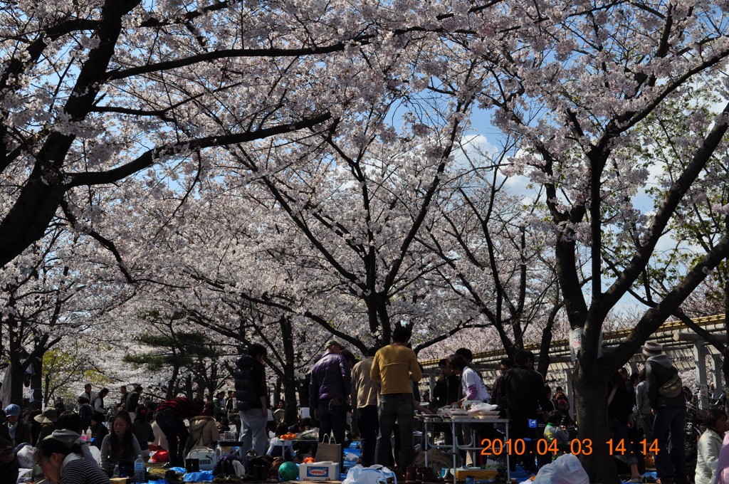 2010年　桜花見その1