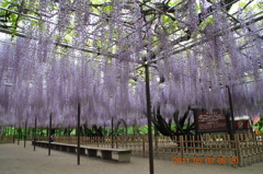 岡崎城の藤