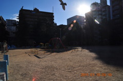 公園にて（朝日と鳩）
