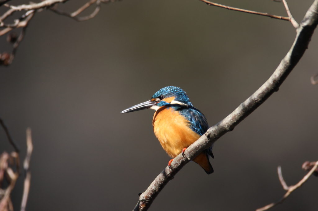 あっ！！メシ食ったっけ？