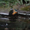 水浴びで特訓