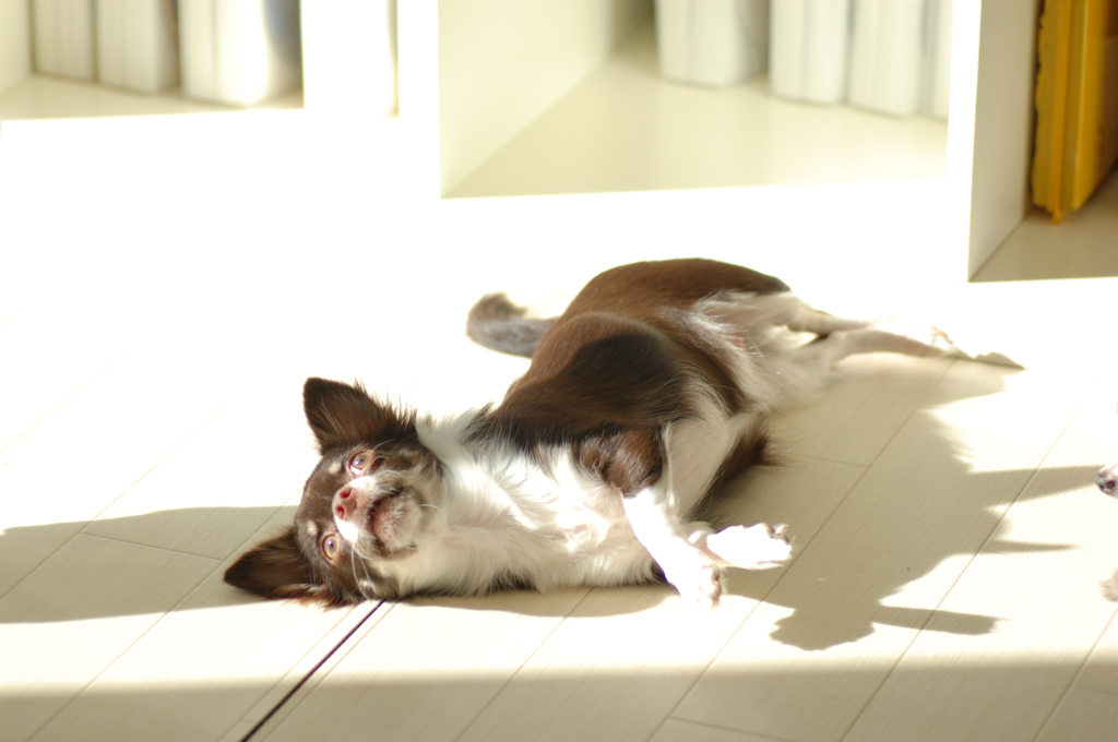 bella