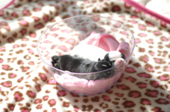 babies in a bowl