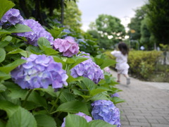 紫陽花と駆け抜ける少女