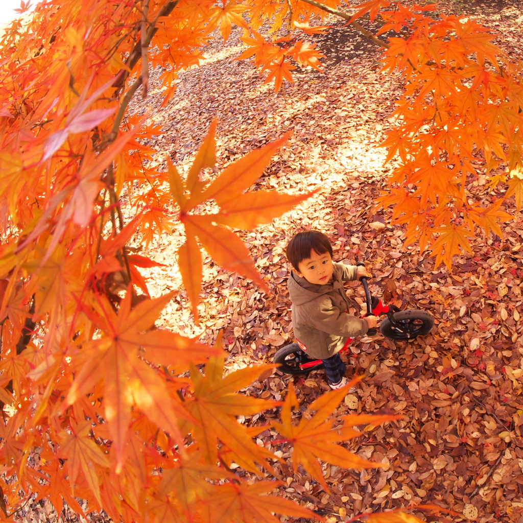 紅葉を見上げて