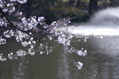 玉ボケと桜。