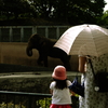 象だね・・・うん・・・象だね・・・