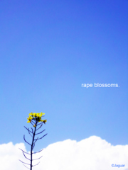 rape blossoms.