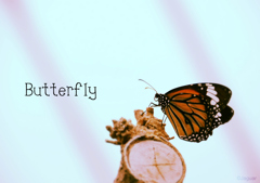 ButterflyⅡ