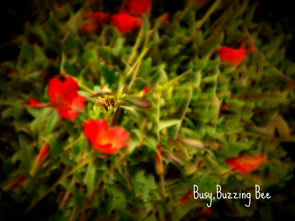 Busy,Buzzing Bee