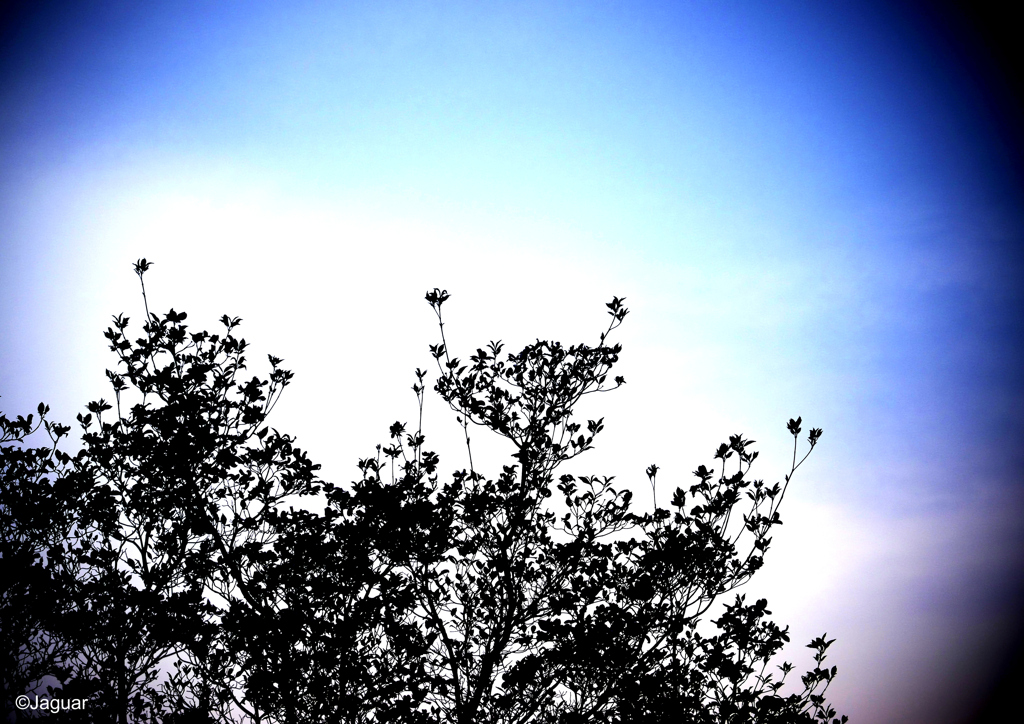 plant story