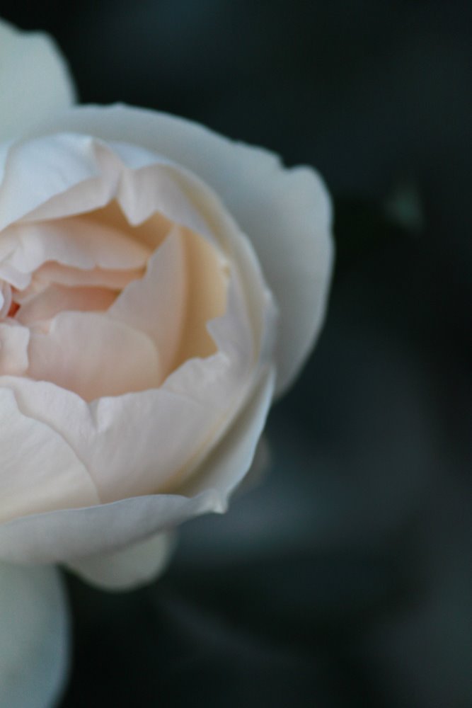 薔薇