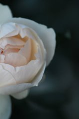 薔薇