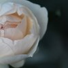 薔薇
