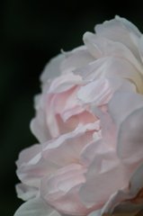 薔薇