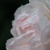 薔薇