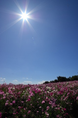 ありがとう太陽