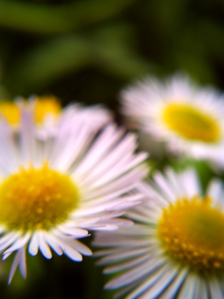 なんだっけ・・・・・この花　パート２