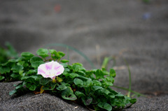砂浜に咲く一輪の華
