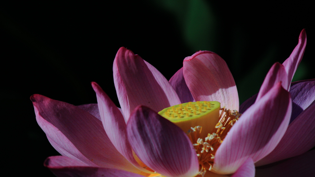 Lotus09