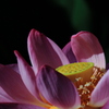 Lotus09