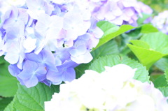 アジサイ(ハイキーバージョン)