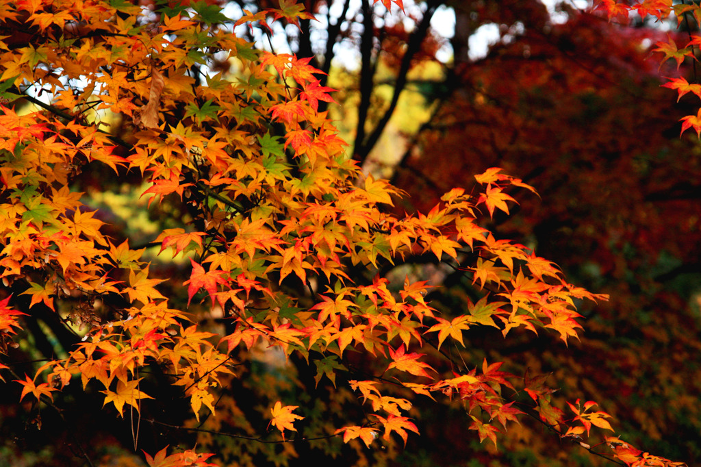 色付く秋の葉