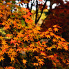 色付く秋の葉