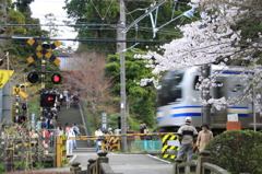 円覚寺と横須賀線