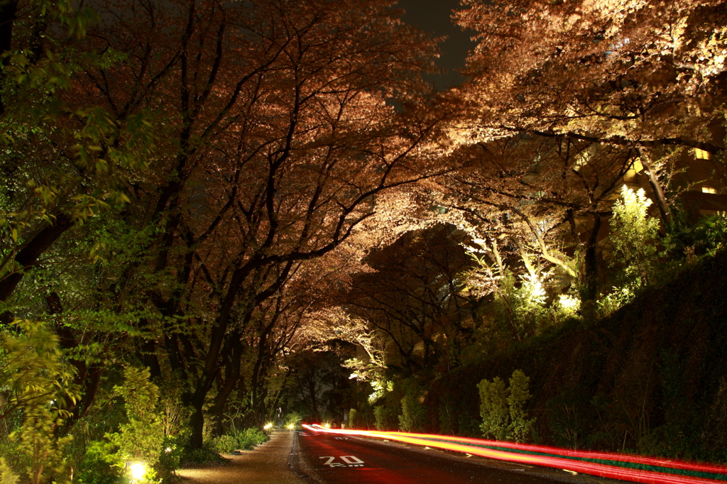 夜桜トンネルを抜け