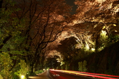 夜桜トンネルを抜け