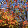 Colored leaves of Yokohama